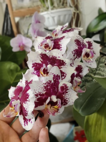 Роза в LOOKY. . Орхидея ♥️💜💜💜♥️