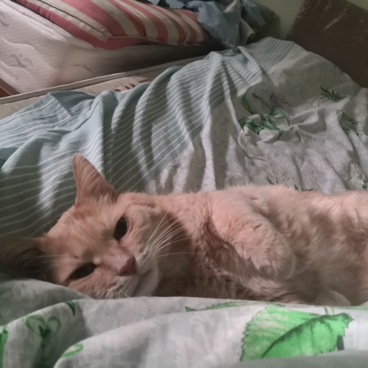 Досыпаю последний месяц на дачке! 🤪💕

[#котограм](котограм) [#яизкотограма](яизкотограма) [#мыизкотограма](мыизкотограма) #рыжийкот #кот [#котнадаче](котнадаче) 