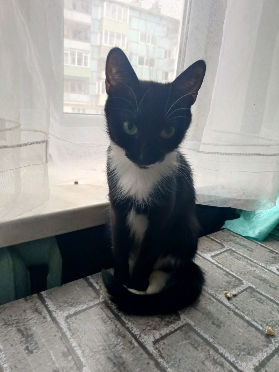 кошка Стеша в LOOKY — Сегодня День Кошек🐈!
Девиз праздника — «Любовь к кошке — на