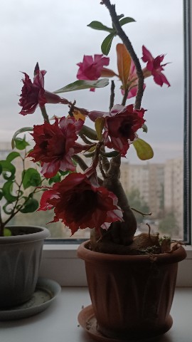 Looky_1720800100825 в LOOKY. . 🌸🌺🌻🌹🌷🌼💐 [#цве...