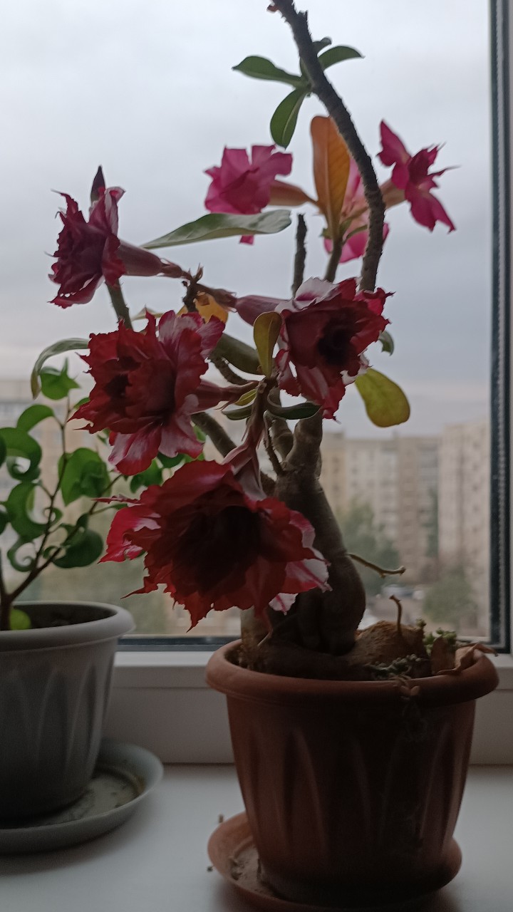 Елена в LOOKY — фото 1