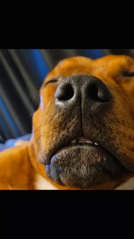 BuchTheStaffy in LOOKY