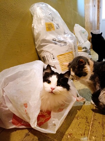 perederzhka_cat в LOOKY. . Кто первый залез, то...