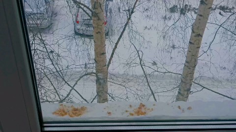 Looky_1691084914835 в LOOKY. #видео,#птицы,#зима,#отдых,#природа. Начала кормить птиц....
