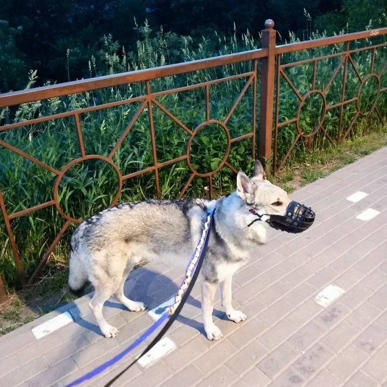  в LOOKY — публикация