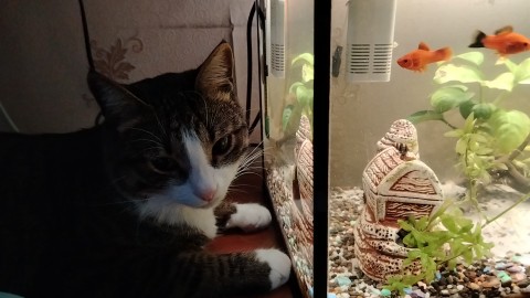 snusmummari в LOOKY. #котик,#аквариум,#рыбки,#котикПупсик. Наблюдаем утром за р...