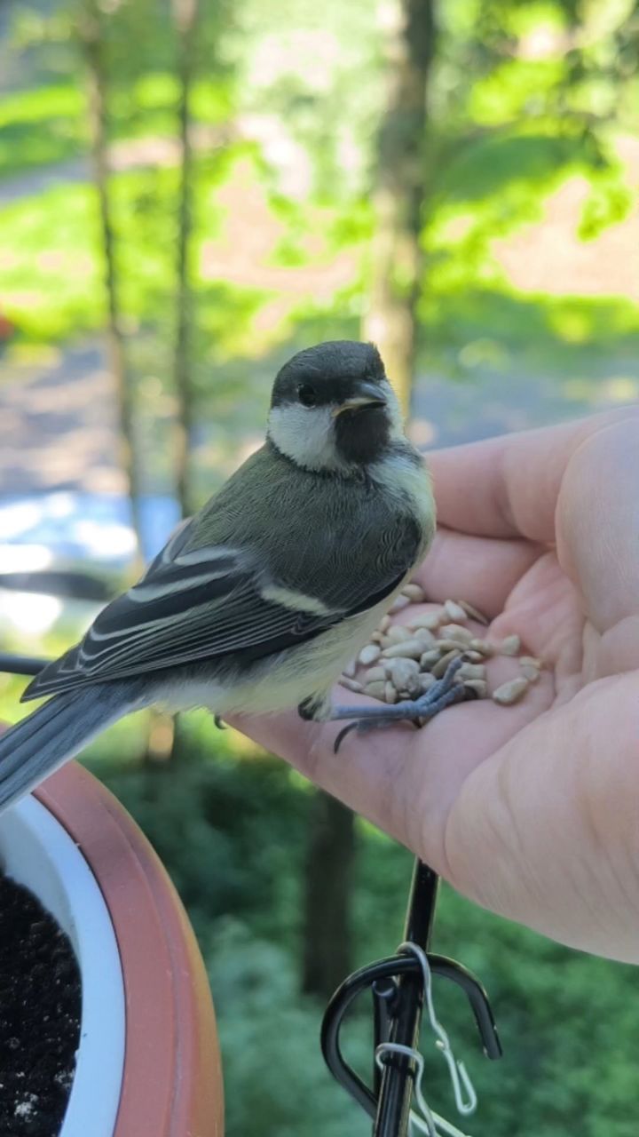 milenka2679 в LOOKY. #синичкинажизнь,#синички,#птицыРоссии,#naturephotography,#birdsphotography. Вот и настал тот ден...