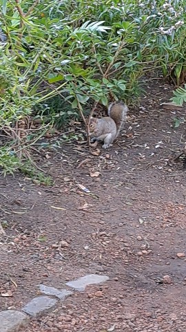 Faith Abrahams в LOOKY. . I love squirrels. 😍...