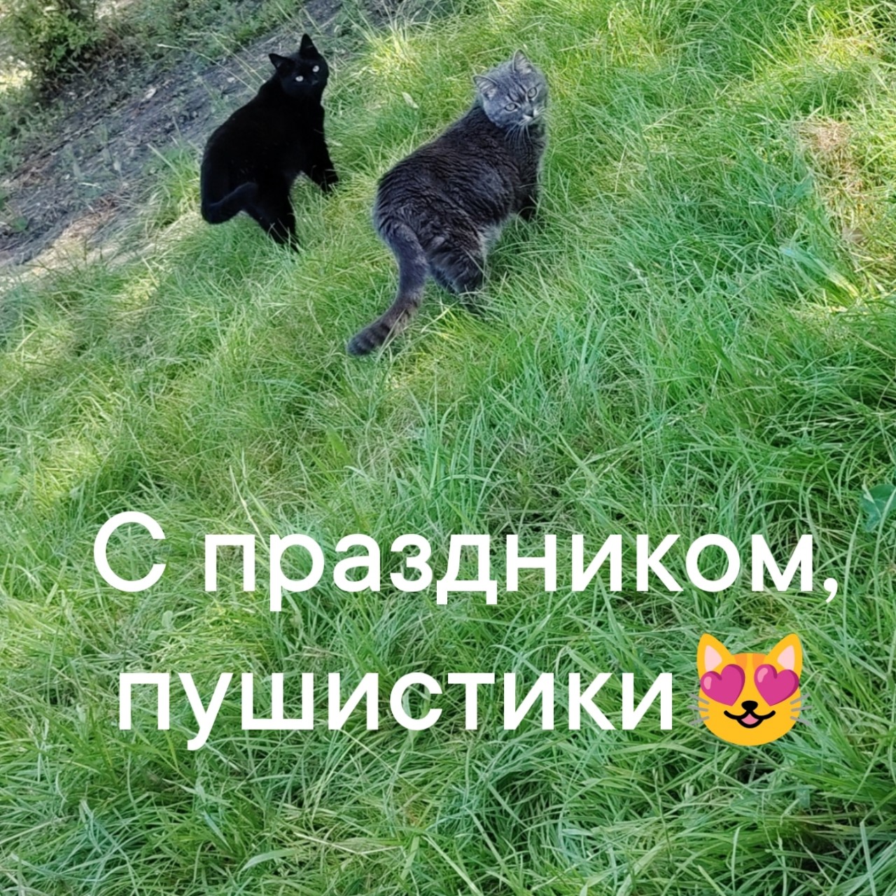 Международный день кошек 🐱 или почему мурчание - это лучший БАД для нервной системы

Сегодня в ленте много умильных фото, но я, как нутрициолог, хочу сказать: кошки - это не просто пушистое счастье, а настоящий инструмент поддержки нашего здоровья. И это научно обоснованно.

Почему я рекомендую "терапию кошками" даже тем, кто сидит на строгом протоколе питания?

1. Снижение кортизола. Когда вы гладите кошку и слышите её ритмичное мурлыканье (частота 20–140 Гц), у вас снижается уровень гормона стресса. А низкий кортизол = меньше тяги на "заесть" тревогу сладким и жирным. Мы едим не ртом, а нервами. Кошки помогают нервам успокоиться.
2. Тактильный контакт и окситоцин. Прикосновения к мягкой шерсти стимулируют выработку окситоцина (гормона привязанности). Это помогает нам чувствовать себя в безопасности, а значит, пищеварение работает лучше (никакого спазма желудка от стресса).
3. Режим и ответственность. Кошки животные привычек. Они будят утром завтракать и напоминают, что завтрак - это база. Их дисциплина учит нас не пропускать приемы пищи и выстраивать ритуалы.
4. Вибрации для микровоспалений. Есть исследования, что вибрации мурлыканья ускоряют заживление тканей и снимают отеки. Это не панацея, но приятный бонус к вашему противовоспалительному рациону. 

Но, есть Но...чек-лист для заботливого владельца:
✅ Если у вас аллергия -не заводите кота ради здоровья, это даст обратный эффект (воспаление).
✅ Если кот у вас уже есть: помните, что его здоровье тоже в ваших руках. Качественный белок в миске кота = качественный отдых для вашей психики (вы не переживаете за него).

Дорогие мои, цените своих хвостатых помощников. Они лечат нас не таблетками, а присутствием. А если у вас нет кота, просто обнимите сегодня того, кто рядом, или покормите бездомного, акт доброты тоже повышает наш витамин D в душе 🌞

А у вас есть дома "личный нутрициолог"с усами? У меня их три❤ Старшей исполнилось 23 года, совсем старушечка...
Делитесь фото в комментариях, очень хочу посмотреть на ваших помощников!
