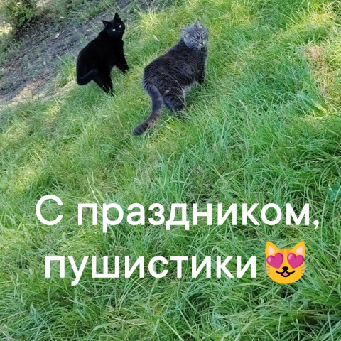 stroyneem_s_elenkoy в LOOKY в LOOKY. . Международный день к...