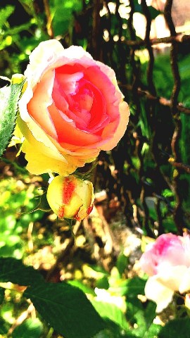 mntravel.ge в LOOKY. . 