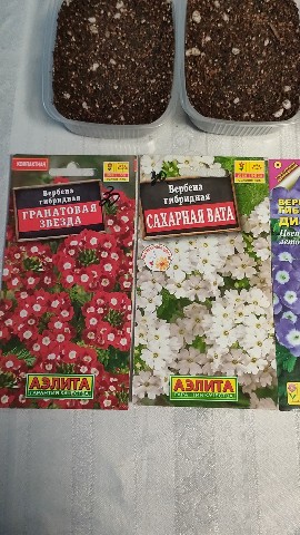 Looky_1706424890914 в LOOKY. . Сажаем вербену💐💐💐