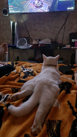 stasyreichtum в LOOKY. #котики. По телеку осень инте...