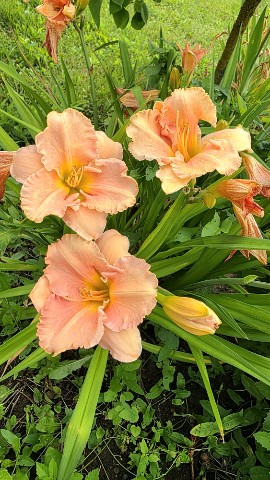 Fleurs в LOOKY. #растения,#растение,#ландшафтныйдизайн,#ландшафт,#прекрасноерядом,#люблюцветы,#моифото,#сад,#оранжерея,#огород,#дизайн,#лилейник,#looky,#looky_official,#looky_цветы,#природа. Знакомьтесь, это лил...
