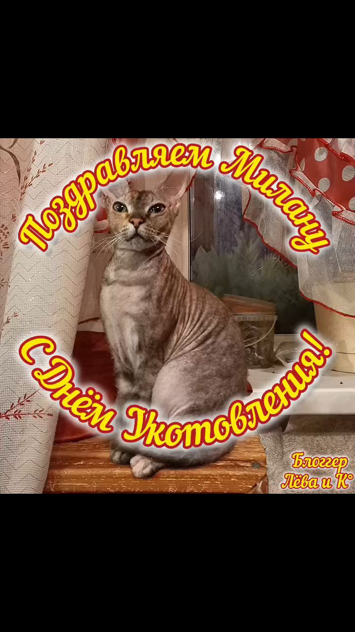 pserge61 в LOOKY. #БлоггерЛёваиК,#МиланавПрайде,#ДеньУкотовленияМиланыВПрайд,#рыжийкот,#ориентал,#сфинкс,#чёрныйкот,#норвежскийлеснойкот,#русскоевропейскаялайка,#мыизкотограма,#Sphinx. <<ДЕНЬ УКОТОВЛЕНИЯ М...