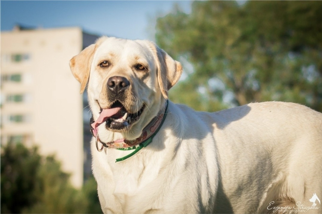 puppengame в LOOKY — Наша Дэси желает всем отличного настроения и хорошего дня🐶
