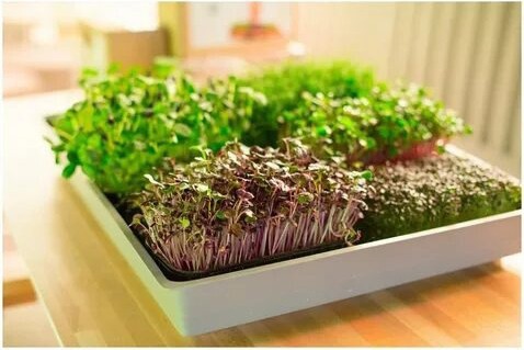 MicroGreens from Ladymari в LOOKY. #здоровоепитание,#дети,#ladymari,#рецепты. Привет 👋 С Вами Mic...