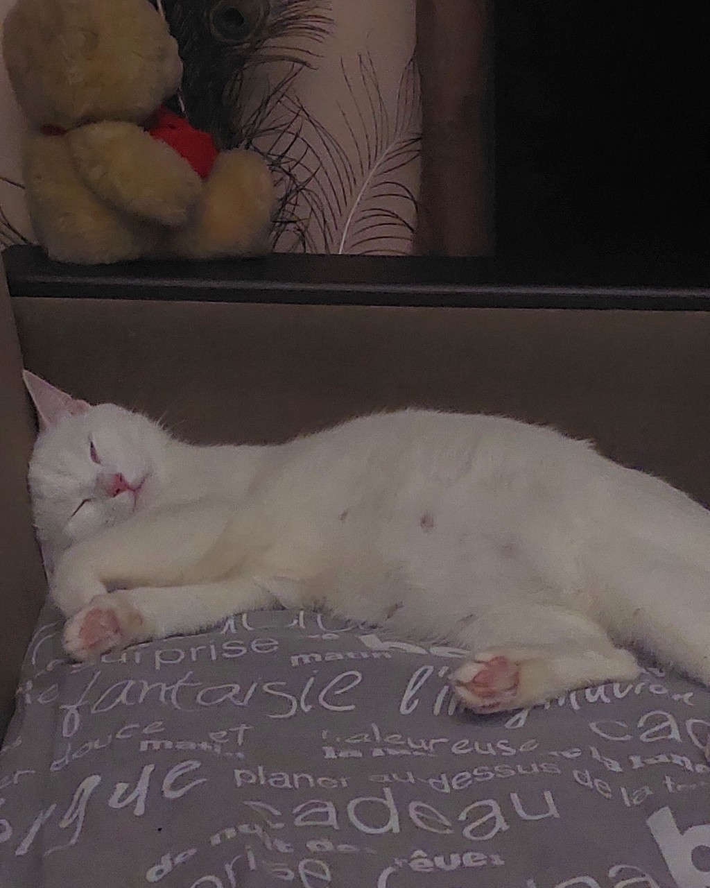 [#cat](cat) [#cute](cute) [#cutecat](cutecat) #сладкийкомочек