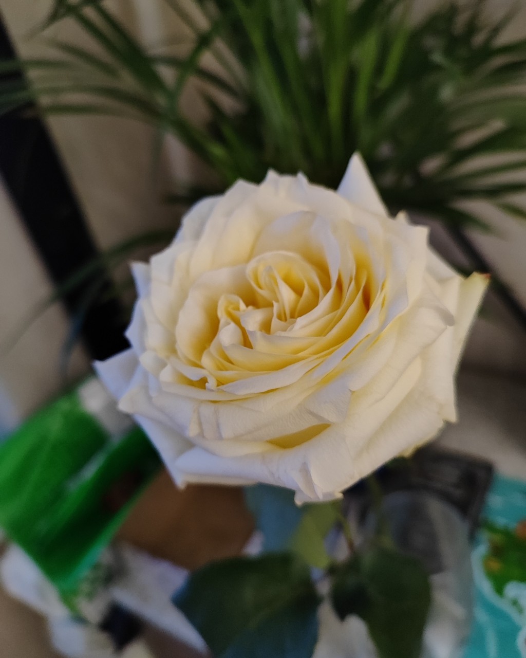 НЕ люблю цветы 🥺😭🌹- думала я, НО .. ЦВЕТЫ - это..❗👇
-знак внимания
-их можно использовать сухими в поделки
-радуют глаз
-вкусно пахнут
-эстетическое удовольствие 
-позитивные эмоции
-внимание
Так что нет, это не пустая трата денег 😌. Чуть чуть всегда нужно девушкам🤷!