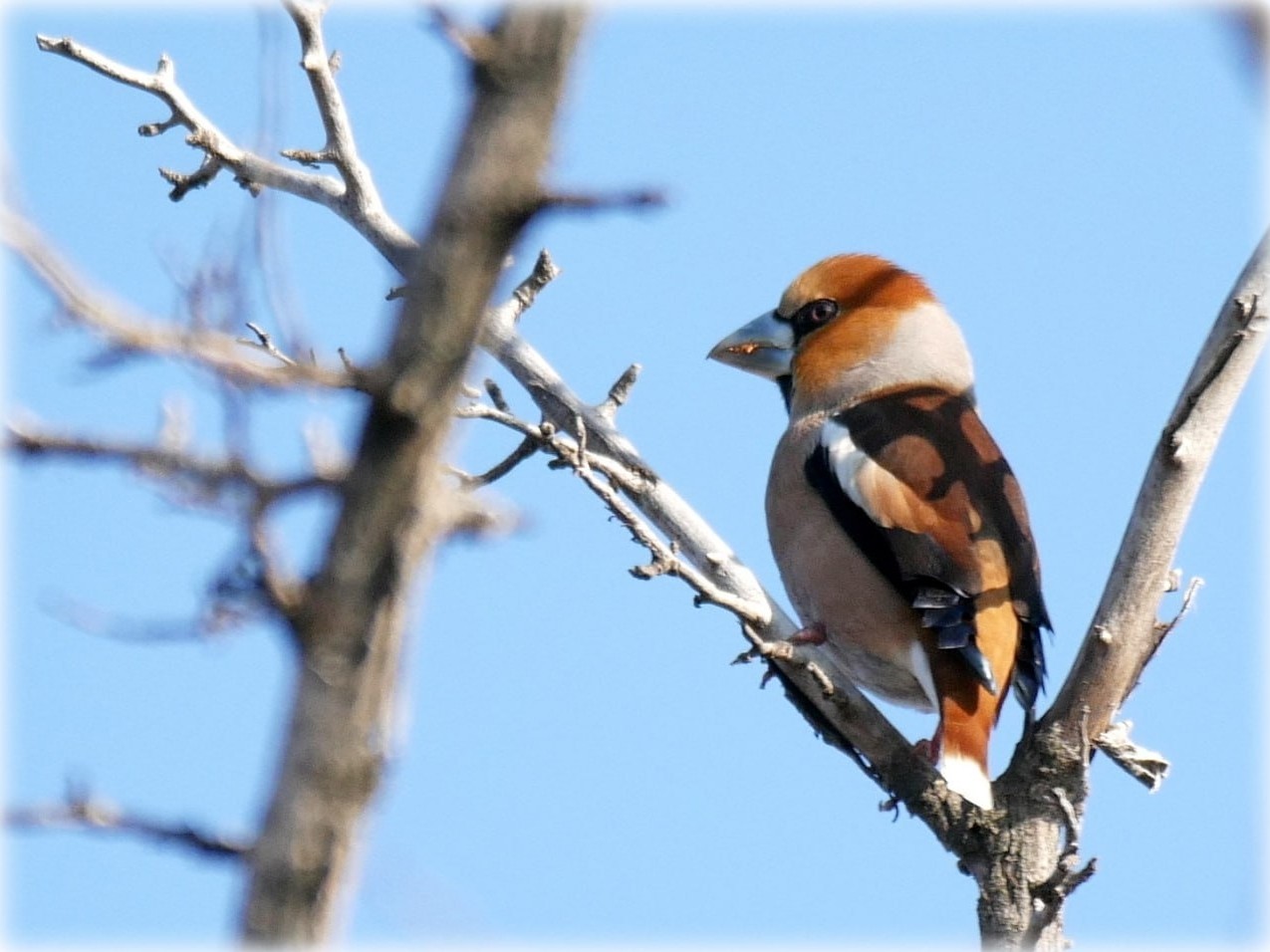 Дубонос обыкновенный (Coccothraustes coccothraustes)
Семейство Вьюрковые — Fringillidae

Автор фото: Олег Присяжнюк
Дата и локация: 2020 г., г. Мариуполь

Гнездящийся, перелетный частично зимующий и кочующий вид по всей части Донецкого края. Это лесной вид птиц, который на территории Донбасса приурочен к лиственным и смешанным лесам по балкам, долинам рек, лесополосам, садам и парках. Самцы начинают распевадться сразу после зимних холодов во время весенних оттепелей. Пары формируются во время весенних кочевок. К гнездованию птицы приступают во 2-й декаде апреля, полные кладки появляются в конце апреля — начале мая. Птенцов выкармливают оба родителя. В двух разных изданиях обнаружила противоречащие друг другу данные: в 1-м пишут, что самец не участвует в насиживании гнезда, он кормит самку (Рябинцев В.К. Птицы Евр. части России), во 2-м (Панченко С.Г. Птицы Луганской области) — оба родителя насиживают кладку. Выкармливают птенцов беспозвоночными. Взрослые птицы предпочитают питаться растительной пищей — семенами трав, почки деревьев, ягоды. Мощный клюв дубоноса помогает птице раскусывать сухие зерна кукурузы, гороха, крылатки кленов и ясеня, а также косточки вишни, черемухи и лоха. Зимующие дубоносы держаться около ясеневых и кленовых насаждений. Зимой при отсутствии обилия корма, могут прилетать на кормушки, где охотно питаются семенами подсолнуха.
На территории Донецкого края согласно Европейскому атласу гнездящихся птиц (EBBA 2) дубонос многочисленный гнездящийся вид всех лесов у р. Северский Донец и близлежащих посадок и лесозащитных полос. По данным атласа за 2013-2017 гг. численность птиц в северной части Донбасса составляет от 30 до 299 тыс. пар. В юго-западной количество птиц насчитано — от 200 до 1998 пар. В центральной части Донецкого края плотность популяции не превышает 70-693 пар.