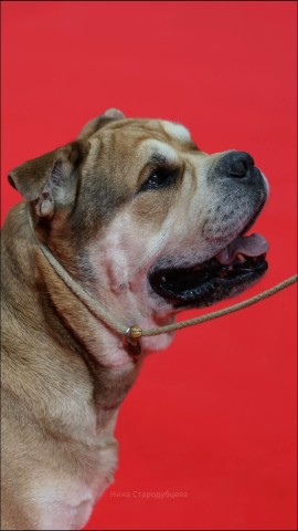 anbarinova в LOOKY. . Наша звезда