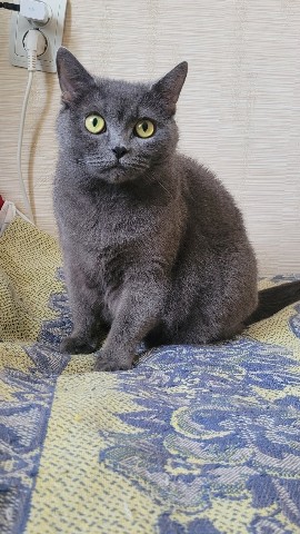 vadim_gvd в LOOKY. . [#кошка](кошка) [#ко...