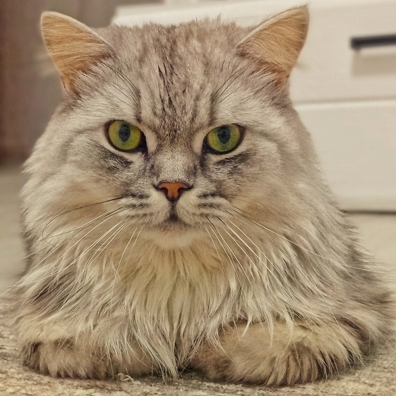 darenka_little в LOOKY. #котики,#cats,#ilovemycat,#lovecats,#nature,#instacat,#kitty,#animals,#коты #кот #cat #catsofinstagram #кошка #кошки #котята #котик #котэ #catstagram #котенок #животные #catlover #catlovers #instacat #инстакот #котя #котятки #catlife #catoftheday #cats_of_instagram. Серьезный парень 
#к...