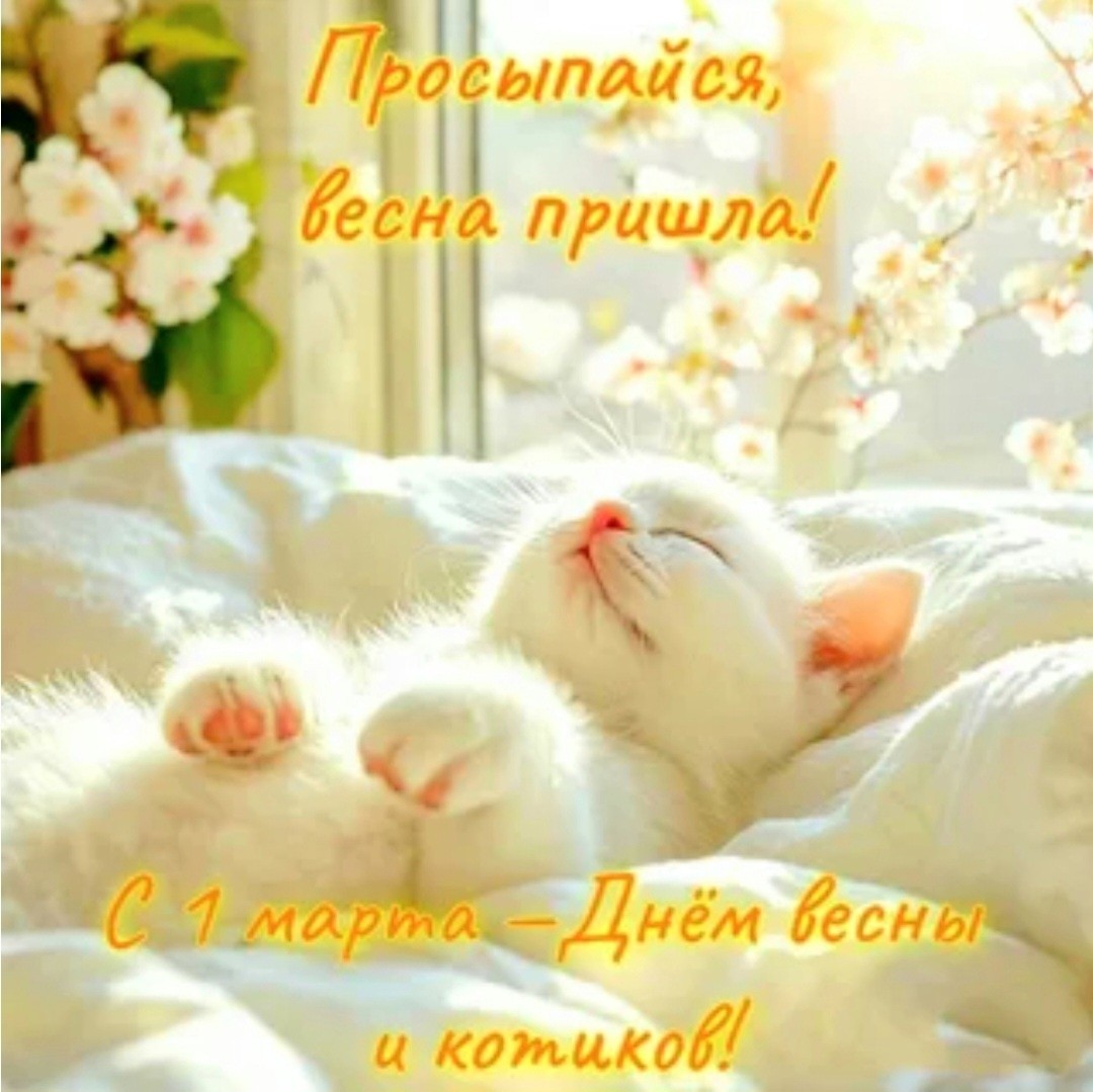 Анна_Крымская в LOOKY — С днем Весны и котиков! 🌞⚘️⚘️⚘️😻
Пришла Весна, а это значи