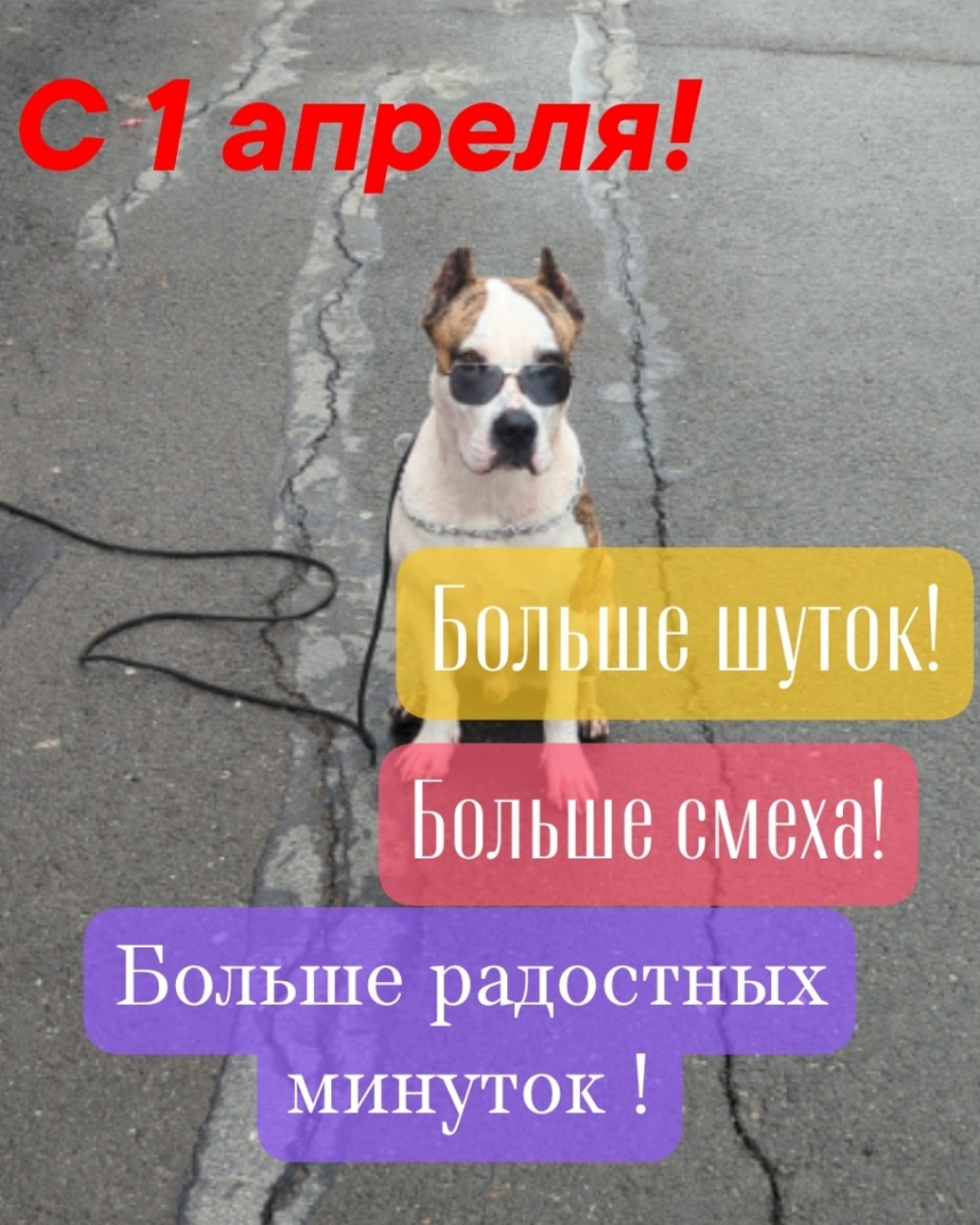 Жизнь Арчи в LOOKY — С 1 апреля #Мемы #Жизнь_с_Арчи #Арчи #амстафф #прогулки