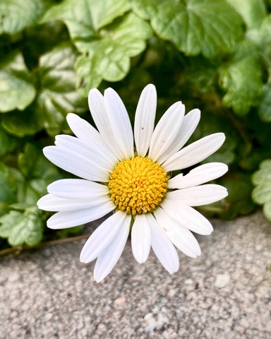 olgacsmt в LOOKY. . 