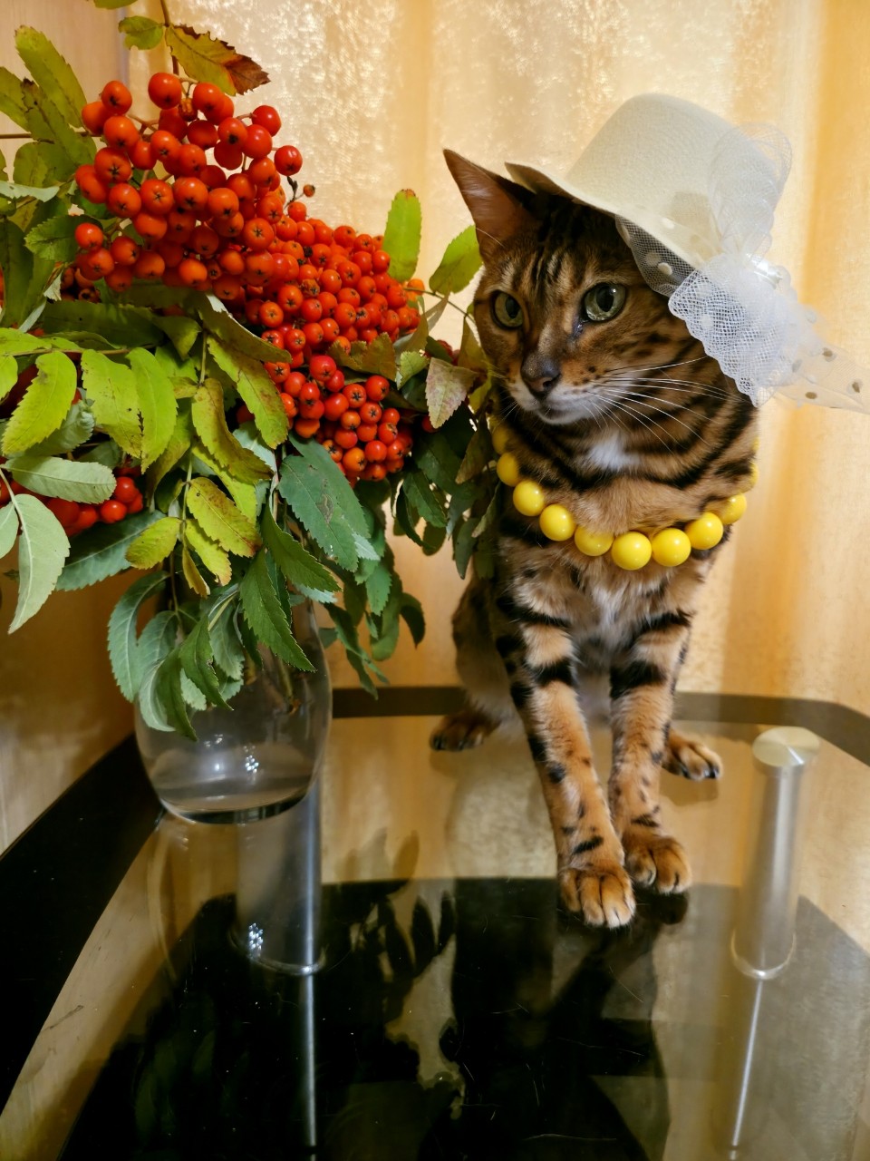 afina_zeus в LOOKY. #букетцветов,#рябина,#одеждадляживотных,#бенгальскаякошка,#бенгалы,#кошка,#коты,#кот,#мыизкотограма,#фотомомент,#моифото,#красивыекошки,#котеечка,#котикмой,#композиция,#looky,#looky_official,#looky_контент,#looky_кошки. Приветик,  друзья!
П...