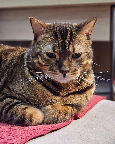 bengal_leonard19 в LOOKY. #мыизкотограма,#коты,#looky_топ,#любимыепитомцы,#домашниеживотные,#любимыйкот,#бенгальскийкот,#бенгал,#безкотаижизньнета. Ну, что, уверенными ...