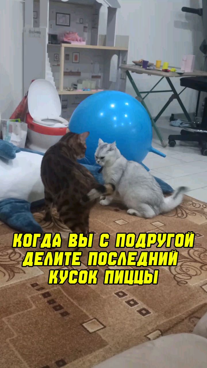 Nastya_liz в LOOKY. . [#котики ](котики)[#...