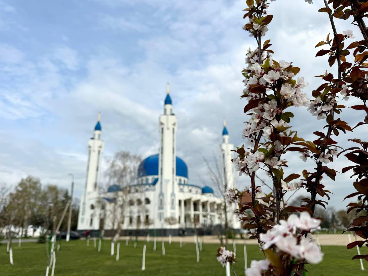 Роза в LOOKY — ♥️♥️🤍♥️♥️