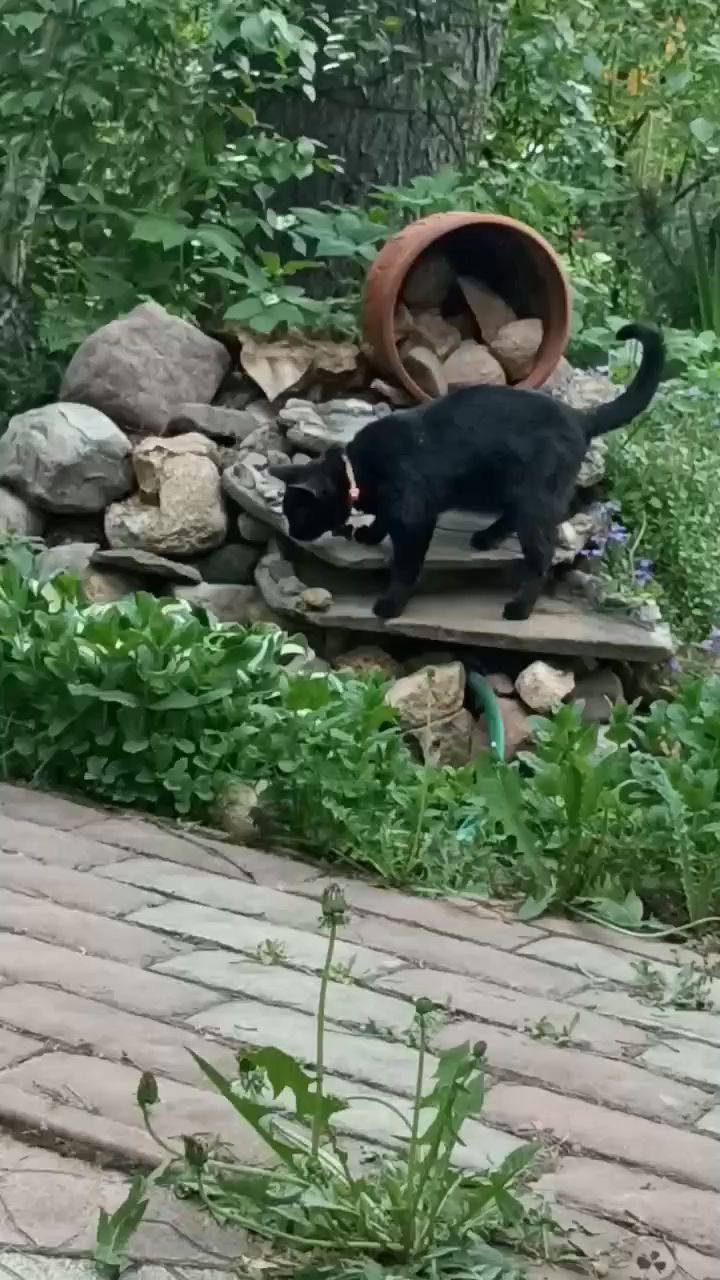 perederzhka_cat в LOOKY. . Сезон охоты на лягуш...