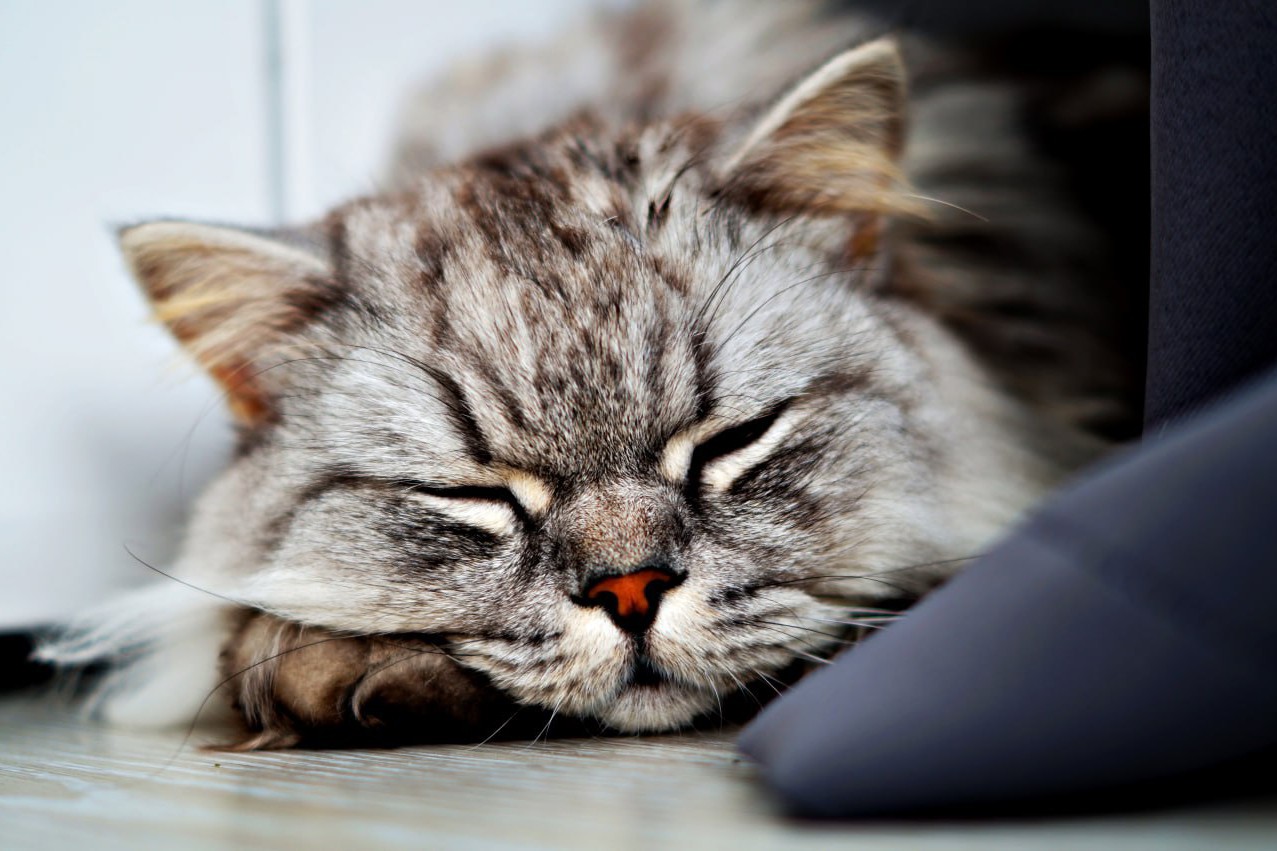 darenka_little в LOOKY. . [#cats ](cats)[#cats...