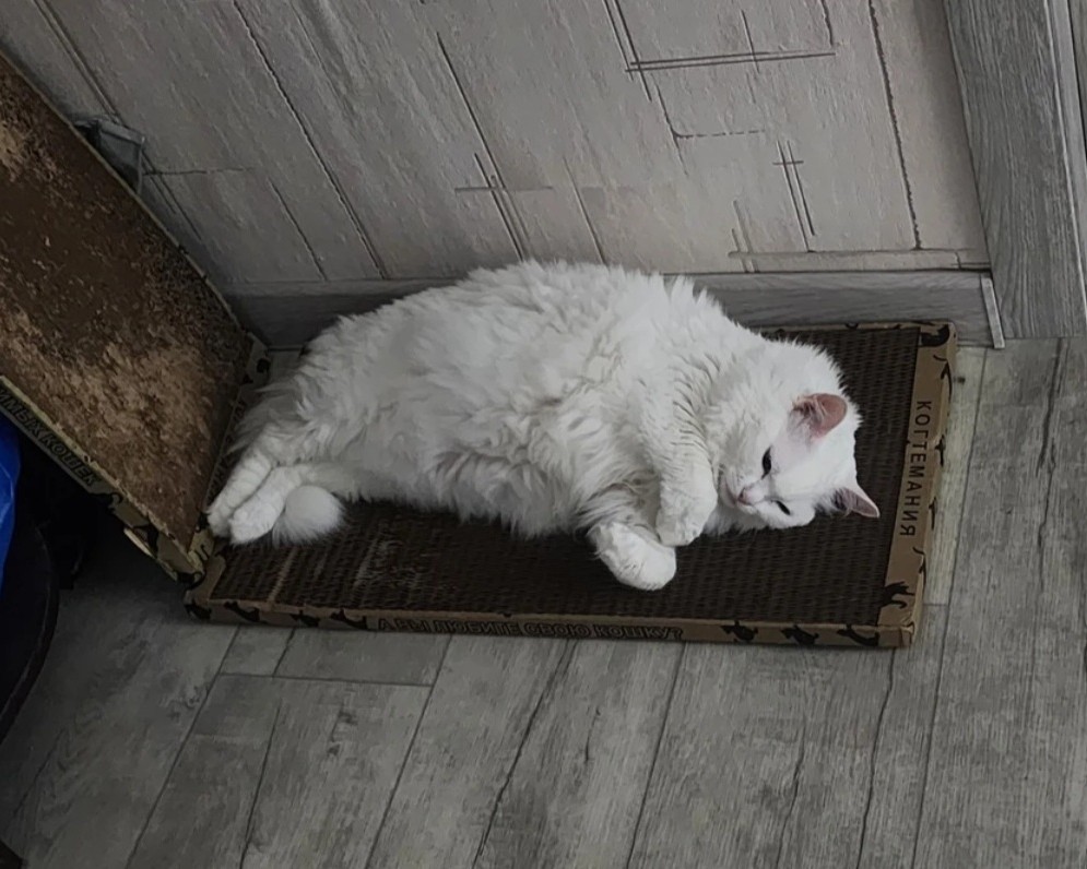 kogtedralka в LOOKY — ✅️"Кошке понравилось)"✅️
-отзыв Сергея.
www.kogtemania.ru 

