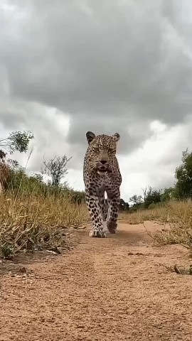 sindjdf в LOOKY. . Леопарды на прогулке