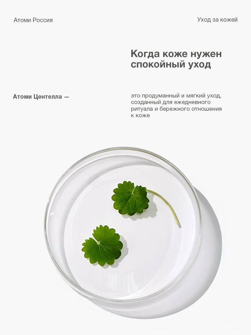 Центелла — это растительный компонент, который давно ценят за её мягкое и успокаивающее действие🌿

Она особенно важна для чувствительной кожи, склонной к раздражениям и дискомфорту✨

В этой карусели — Атоми Центелла набор: продуманная система ухода для ежедневного ритуала🤍
Линия создана для кожи, которой нужен баланс, защита и ощущение спокойствия.
Уход выстроен поэтапно и работает как единая система: очищение и поддержка pH, увлажнение, забота о чувствительной коже и укрепление защитного барьера☺️

Все продукты имеют слабокислый pH, который помогает поддерживать естественный баланс кожи, снижать риск раздражений и сохранять комфорт🌷

Атоми Центелла — это мягкий, бережный уход для тех моментов, когда коже особенно важно спокойствие и восстановление🩵