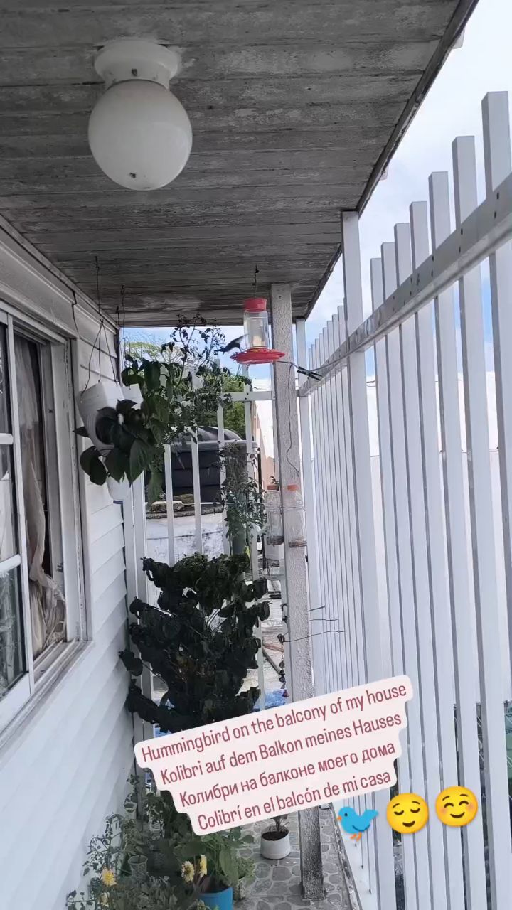 guillerhez в LOOKY. . Маленький колибри 🐦