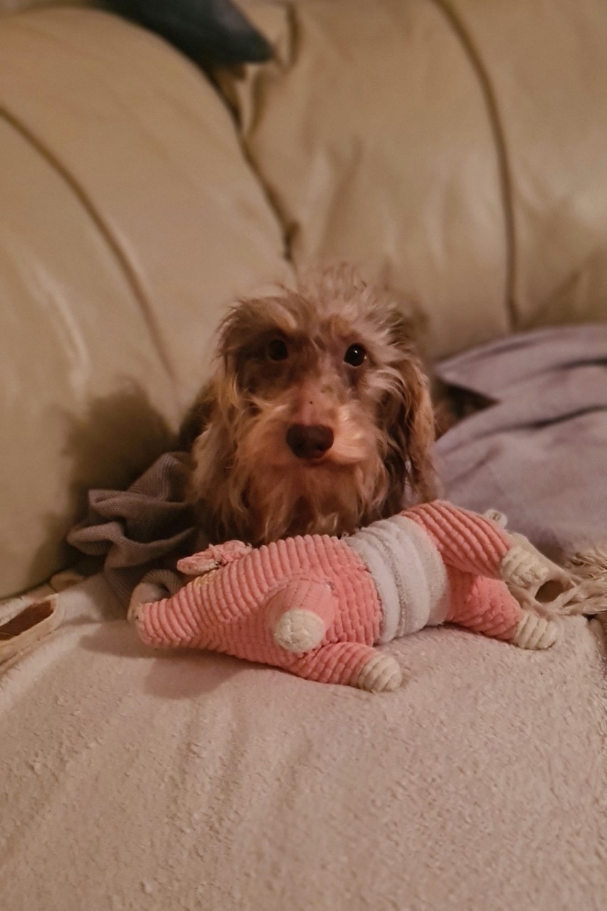 #dachshunds #dach #dachshund_love #sausagedog #cutedog #sausagedogcentral #doggo #sausagedoglove #dachshundoftheday #doxieworld #dackel #dach #мраморнаятакса #таксажесткошерстная #минитакса #миниатюрнаятакса