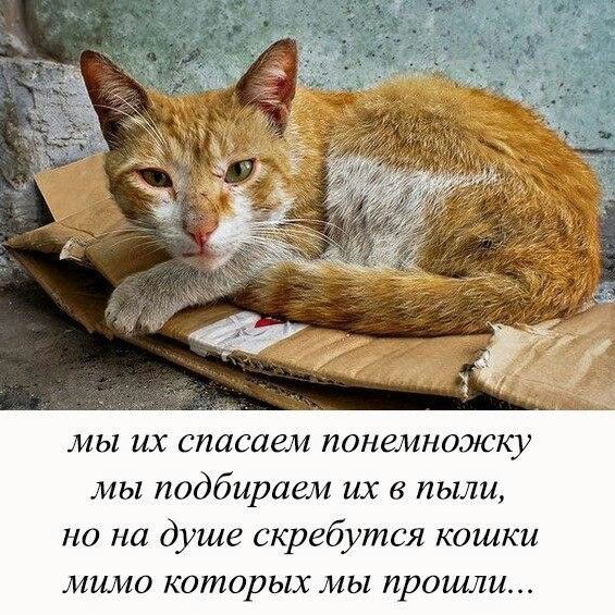 Zoozashita_1784473998Masha в LOOKY — публикация
