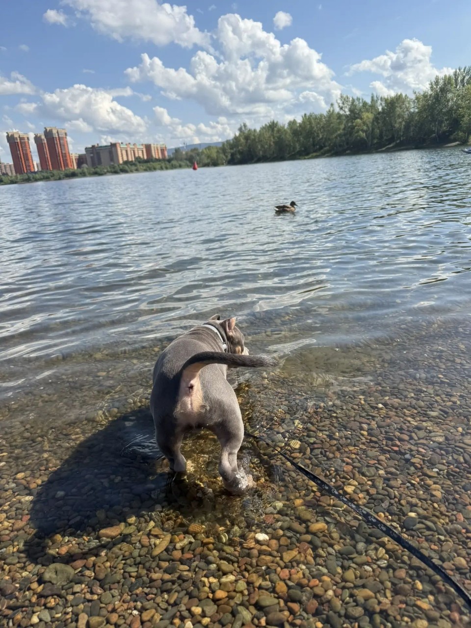  в LOOKY — Охота за утками 😅