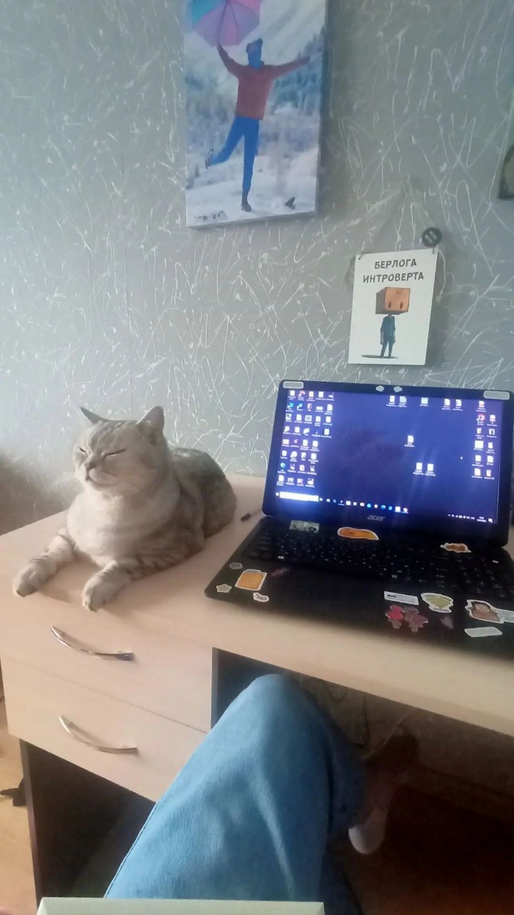 Lu_region42 в LOOKY — Мурчащий антидепрессант на удаленке 😼❤️