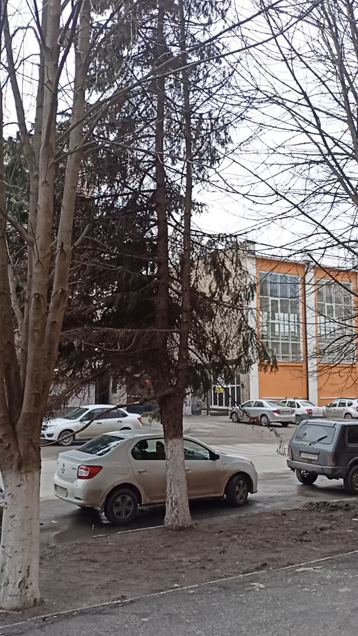 dendro_pro в LOOKY. #парк,#дендролог,#деревья. Флаговая форма дерев...