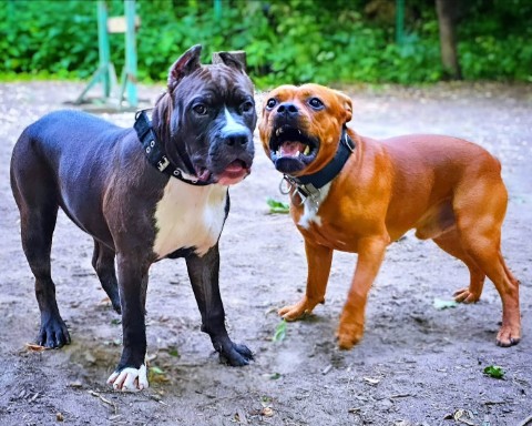 BuchTheStaffy в LOOKY. . 