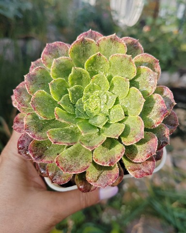 pautinka_club в LOOKY. #succulent,#aeonium,#succulove,#цветы,#хобби,#суккуленты,#эониум,#паутинка. Aeonium Fiesta
#succ...