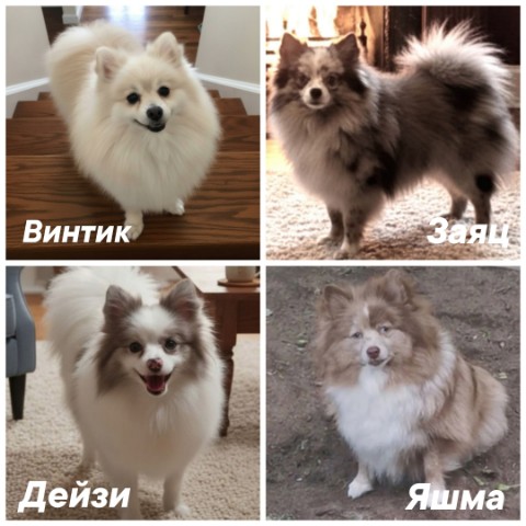 Olga_pom_shpitz в LOOKY. #шпиц,#померанскийшпиц,#померанский_шпиц,#малыйшпиц,#кляйншпиц,#средний_шпиц,#миттельшпиц,#собака,#мраморныйшпиц,#щенкишпица,#собака,#природа. ✨ ✨ ✨ А у нас ещё не...