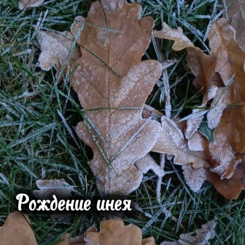 ivabramova в LOOKY. #пейзажная_лирика,#зима,#зима_начало,#декабрь,#природа,#иней. Рождение инея 

А ут...