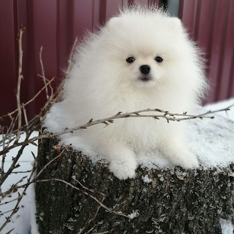 Looky_1681189684060 в LOOKY. #spitz,#шпиц,#шпицкупить,#шпица,#купитьщенкашпица,#померанскийшпиц,#продажащенков,#продажащенковшпица,#шпицмосква,#моясобака,#щенкинемецкийшпиц,#щенки,#хочушпица. ❤️❤️❤️❤️
#spitz
#шпи...